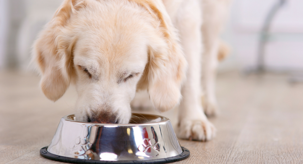 What Makes EverPup So Delicious? EverPup Daily Dog Supplement